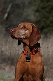 VIZSLA poil court 224